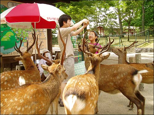 첫 과자는 사슴들이 몰려드는 통에 당황해서 몇 초만에 동이 나 버렸다. 사슴과 친해지면 요령이 생긴다. 과자값이 부담스러우면 미리 새우깡을 준비하시길. 